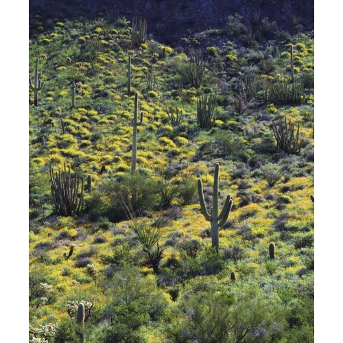 AZ, Organ Pipe Cactus NM Flowers and cacti